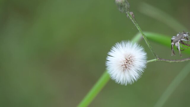 Close up of a fluffy white wild flower seed head swaying in the wind against a green bokeh background