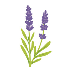 Fototapeta premium Purple Lavender Herb Floral Illustration