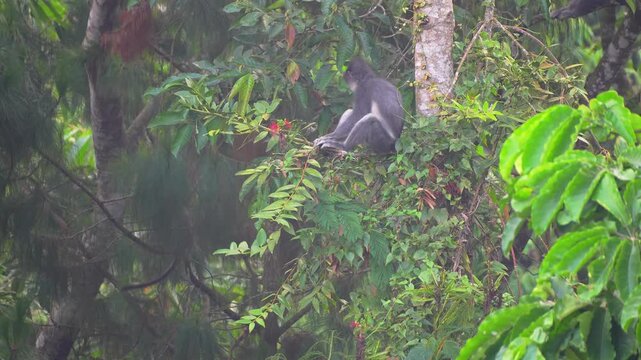Wild Thomas's Leaf Monkey Sitting on a Tree Branch in the Lush Tropical Rainforest of Sumatra