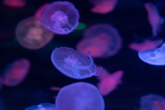 Jellyfish Swimming in Deep Blue Underwater Environment
