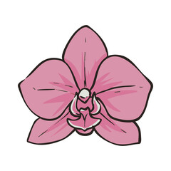 Orchid Flower Spa Wellness Decor © nikagraphic