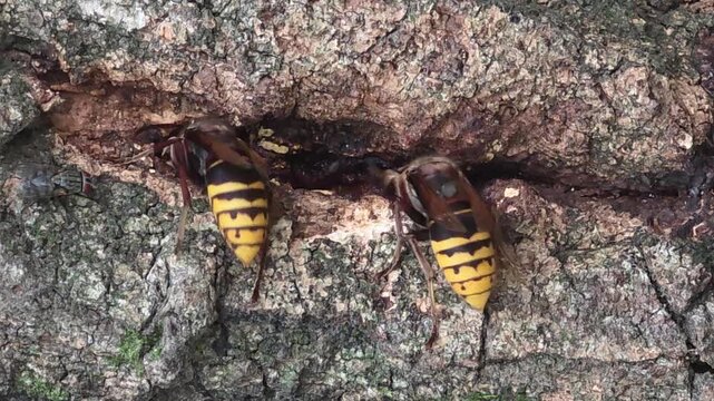 
Asian giant hornets feeding on tree sap on oak bark, 4K macro video #013


 