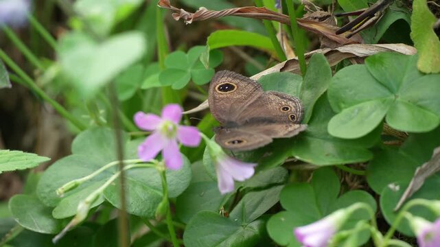 Macro shot of a brown butterfly with eyespots perched on green clover leaves near small pink flowers
