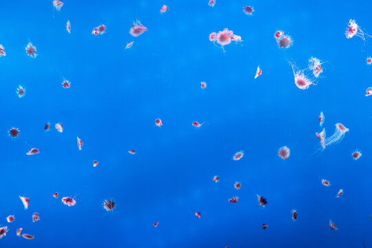 Lion's Mane Jellyfish Swimming in Deep Ocean Water