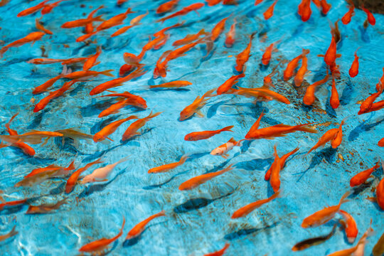 School of Goldfish Swimming in Blue Pond