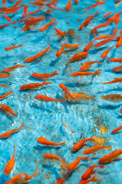 School of Goldfish Swimming in Blue Pond