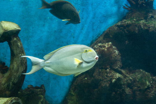 Fish Swimming in Aquarium with Shipwreck Decor
