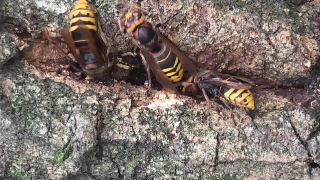 
Asian giant hornets feeding on tree sap on oak bark, 4K macro video #014


 