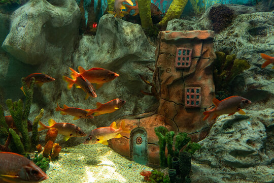 Fish Swimming in Aquarium with Decorative Shoe House