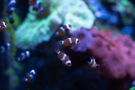 Clownfish Swimming in a Coral Reef Aquarium