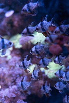 School of Banggai Cardinalfish Swimming in Coral Reef Aquarium