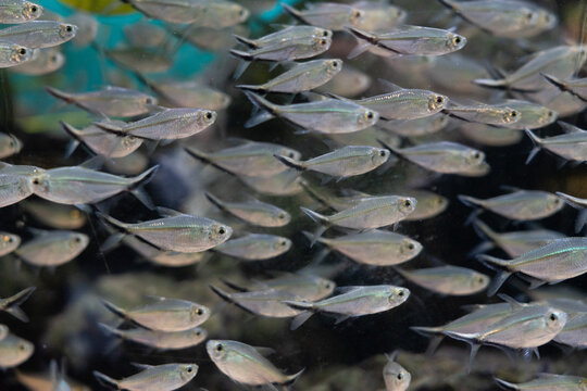 Dense school of silvery‑grey small fish swimming in underwater reef environment