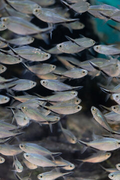 Dense school of silvery‑grey small fish swimming in underwater reef environment