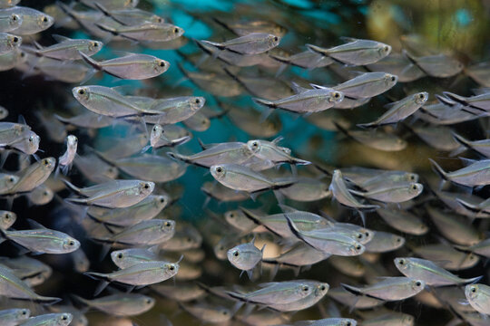 School of Silver Fish Swimming in Aquarium