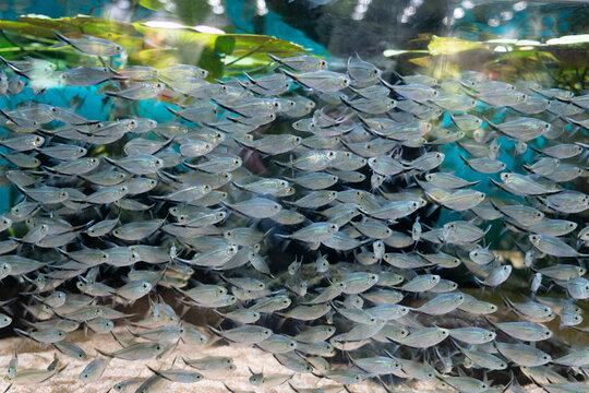 Dense school of silvery‑grey small fish swimming in underwater reef environment