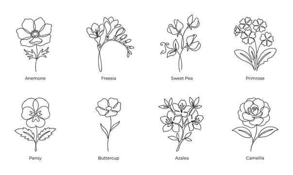 Anemone freesias sweet pea primrose floral line art for design.