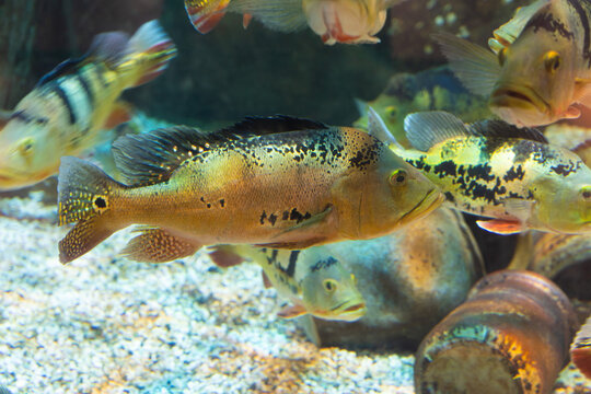 Peacock Bass Swimming in Aquarium