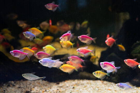 School of Tropical Fish Swimming in Aquarium