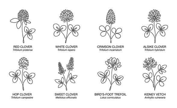 Clover and trefoil flowers outline illustrations.