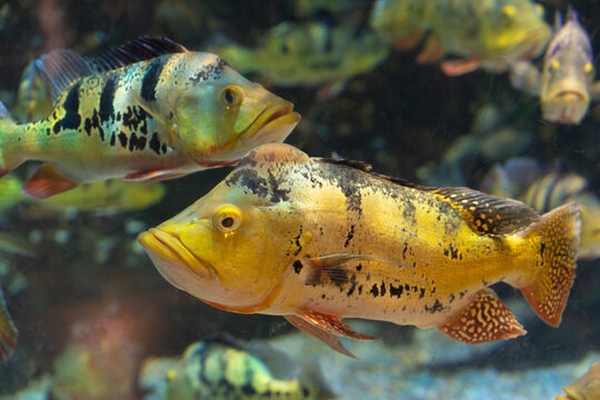 Peacock Bass Swimming in Aquarium
