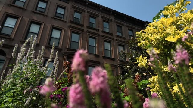 another bumblebees explore colorful flowers in front of Brooklyn brownstones