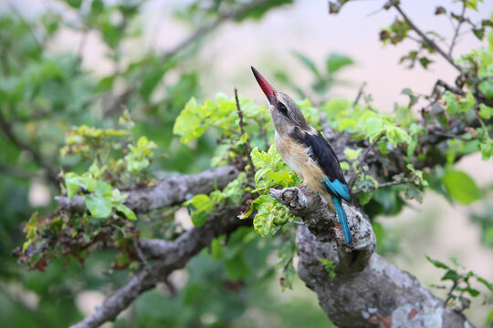 The brown-hooded kingfisher (Halcyon albiventris) is a species of bird in the subfamily Halcyoninae, the tree kingfishers. This photo was taken in Kruger National Park, South Africa.
