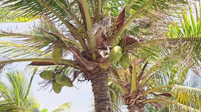 coconut palm tree