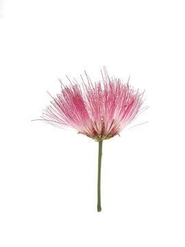 Beautiful pink calliandra powderpuff flower (Calliandra haematocephala) with green stem isolated on white background, ideal for floral design, botanical illustration, and nature concept elements