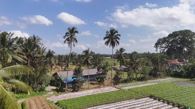 Aerial view of a lush Bali landscape featuring cultivated fields, palm trees, and the massive Bayan Ancient Tree in Indonesia.