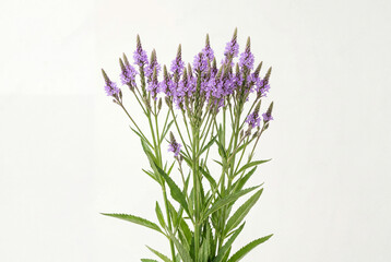 Fototapeta premium Cluster of tall slender green stems topped with delicate purple blue vervain flowers