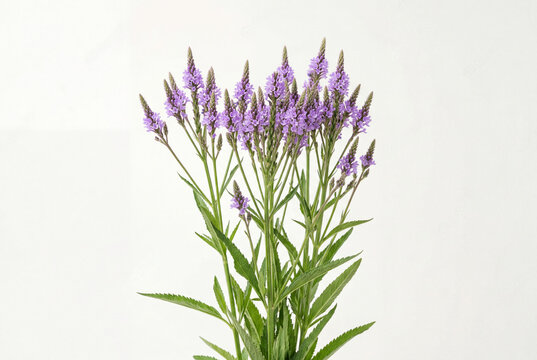 Cluster of tall slender green stems topped with delicate purple blue vervain flowers