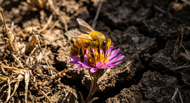 Macro honey bee pollinating a pink flower blooming from dry cracked earth