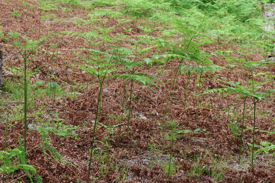 A cluster of bracken ferns
