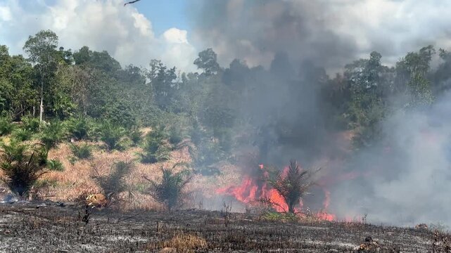 Fierce flames on dry land and at the forest edge are scorching oil palm trees and dry grass.
