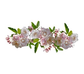 cherry blossom isolated on white background  © Emran Hossain