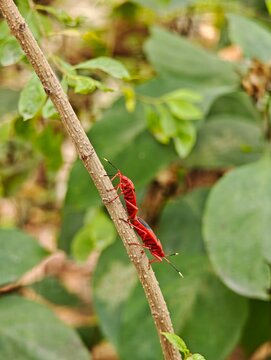 Two red cotton stainer bugs Dysdercus cingulatus mating tail to tail on a brown plant stem