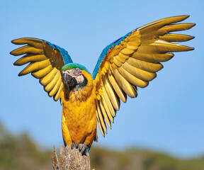 Blue-and-yellow macaw (Ara ararauna) fully opening golden wings in blue sky background © willengarg