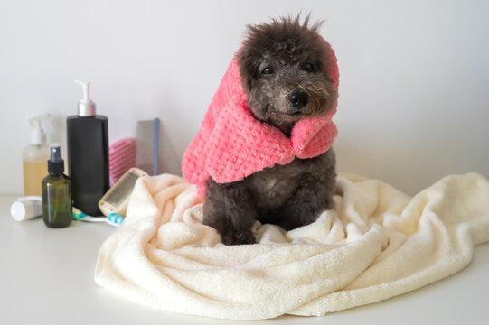 A cute grey poodle wrapped in a pink towel after a bath with grooming supplies nearby.