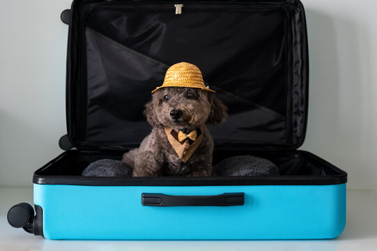 A grey poodle wearing a straw hat and bowtie sits inside an open bright blue suitcase, ready for a trip.