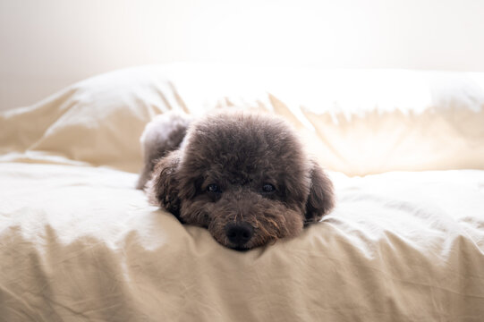 A cute grey poodle resting comfortably on a bed in a cozy, sunlit room.