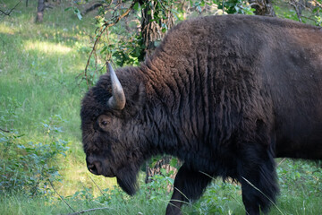 Adult bison walks in a grassy meadow © Michael