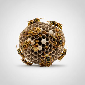 Close-up view of a large yellowjacket nest built inside a residential wall structure, showing intricate honeycomb cells and active stinging insects.