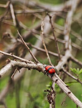 macro shot of a short horned leaf beetle from the tribe Clytrini perched on a branch