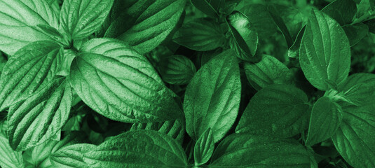 Green leaf texture background