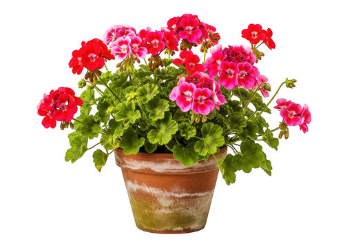 Vibrant geranium flowers in terracotta pot, blooming red and pink blossoms with green leaves on transparent background, botanical decoration.