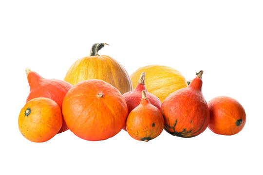 Colorful pumpkins and gourds displayed together in a cheerful arrangement, PNG