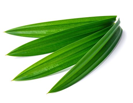 Pandan Leaf Isolated on White &mdash; Exotic Green Perfume Ingredient