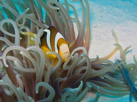 クマノミとイソギンチャク Amphiprion clarkii Anemonefish Clownfish  Clark's anemonefish Yellowtail clownfish