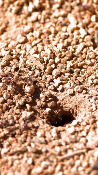 Ants Entering and Exiting Underground Nest in Dry Soil