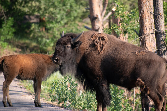 A buffalo standing by the side of the road